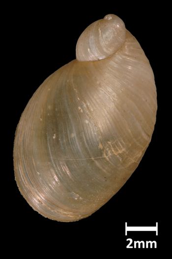 Media type: image;   Malacology 190646 Aspect: dorsal